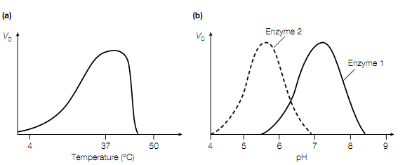 2133_Michaelis–Menten model.png